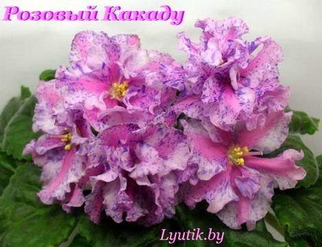 РозовыйКакаду1