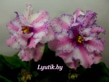РозовыйКакаду5
