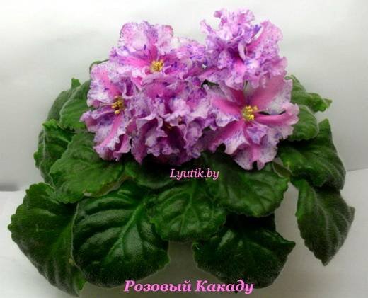 РозовыйКакаду6