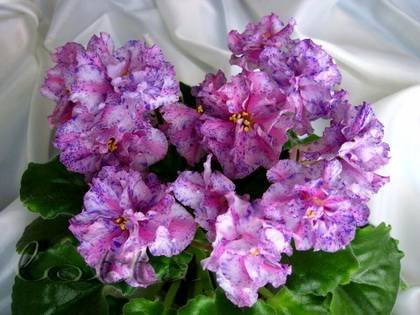 РозовыйКакаду7