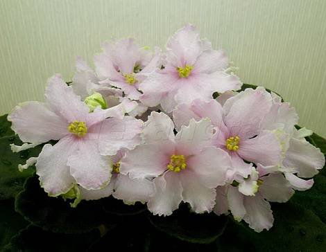 РозовыйЛотос1