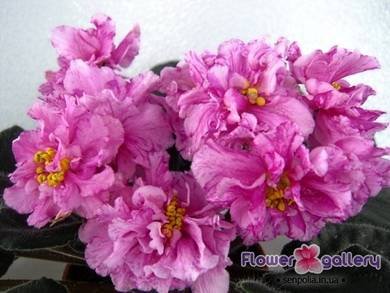 РозовыйМрамор2