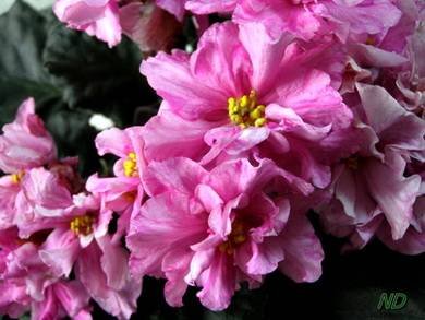РозовыйМрамор5