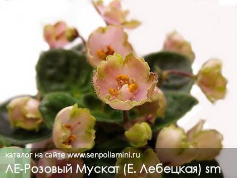 РозовыйМускат1