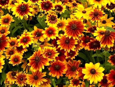 Rudbeckia1