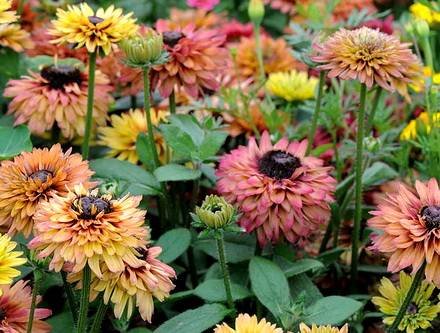 Rudbeckia10