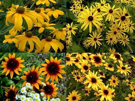Rudbeckia12