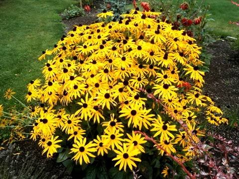 Rudbeckia13