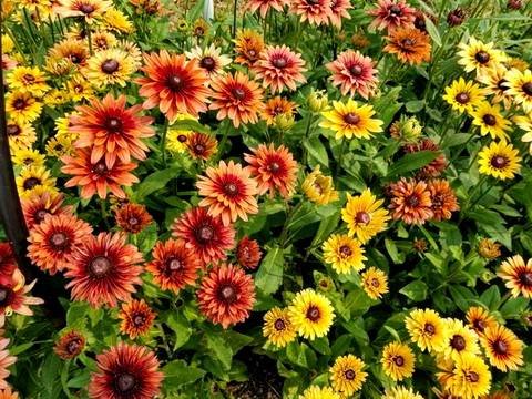 Rudbeckia14