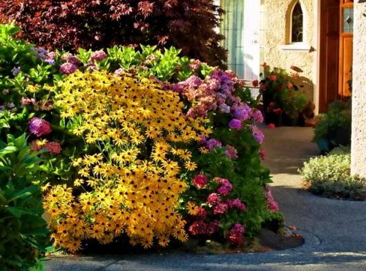 Rudbeckia15