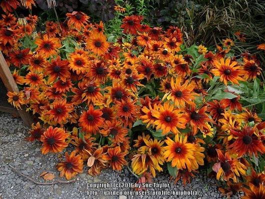 Rudbeckia16