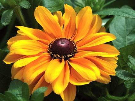 Rudbeckia17