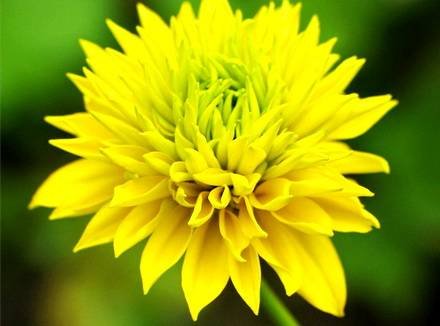 Rudbeckia18
