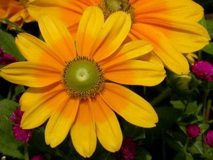 Rudbeckia19