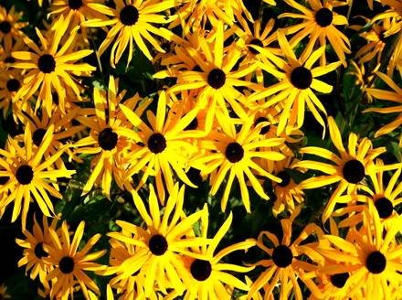 Rudbeckia3