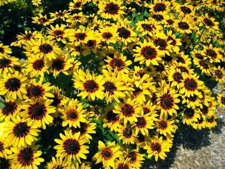 Rudbeckia33