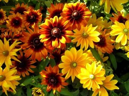 Rudbeckia4