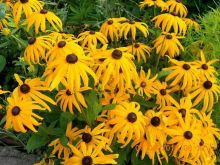 Rudbeckia5
