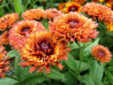 Rudbeckia6
