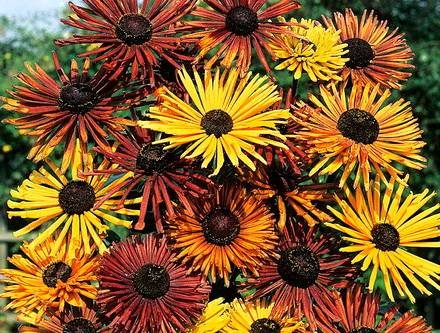Rudbeckia8