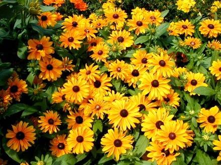 Rudbeckia9