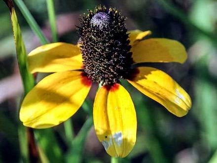 RudbeckiaAmplexicaulis