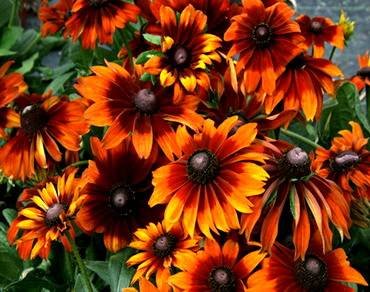 RudbeckiaAutumnColors