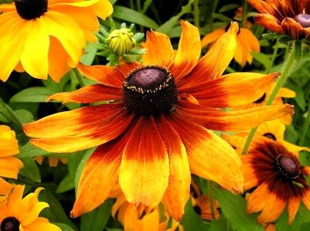 RudbeckiaBicolor