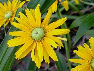RudbeckiaBillMurray