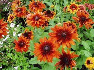 RudbeckiaCherokeeSunset
