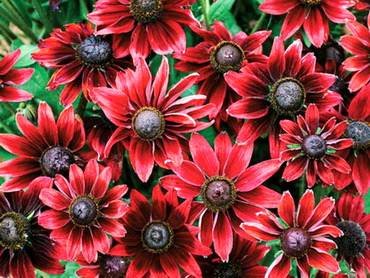 RudbeckiaCherryBrandy