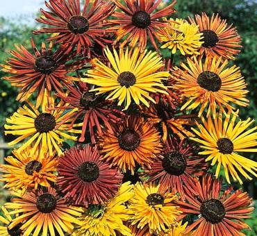 RudbeckiaChimChiminee