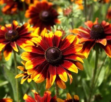 RudbeckiaChocolateOrange