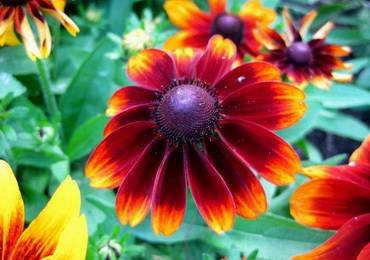 RudbeckiaCordoba