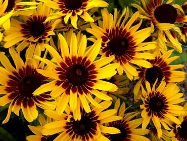 RudbeckiaDenverDai