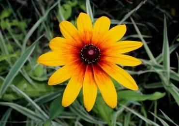 RudbeckiaDenverDaisy