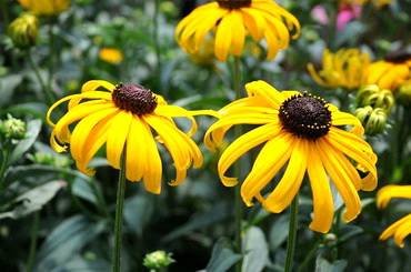 RudbeckiaEarlyBirdGold