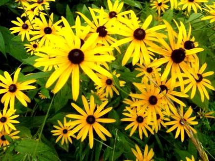 RudbeckiaFulgida