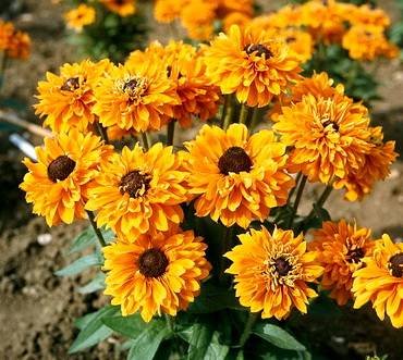 RudbeckiaGoldilocks