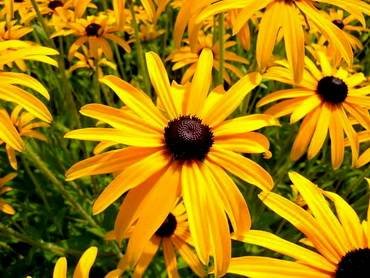 RudbeckiaGoldstrum