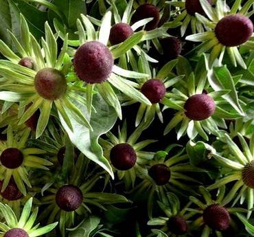 RudbeckiaGreenWizard