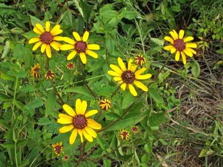 RudbeckiaHeliopsidis