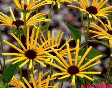 RudbeckiaHenryEilers