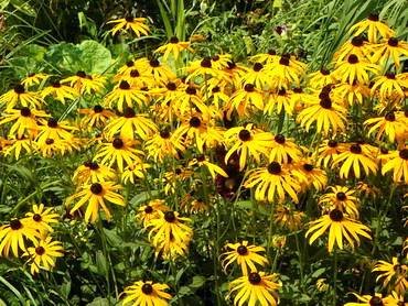 RudbeckiaHerbstonne