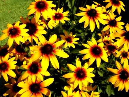 RudbeckiaHirta
