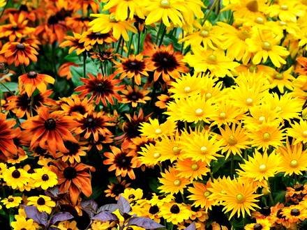 RudbeckiaHybrida