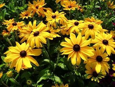 RudbeckiaIndianSummer