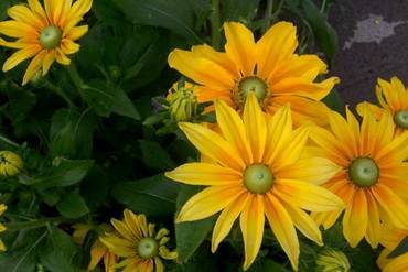 RudbeckiaIrishEyes