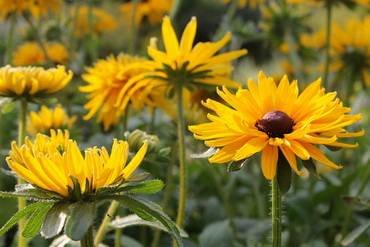 RudbeckiaJuliGold