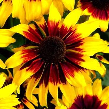RudbeckiaKelvedonStar